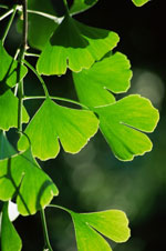 Green leaf laundry